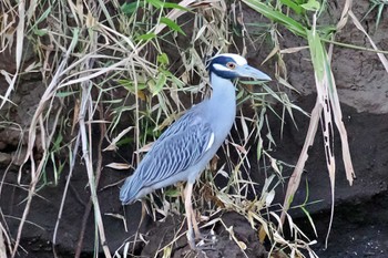 Yellow-crowned Night Heron San Gerardo De Dota (Costa Rica) Sun, 2/11/2024