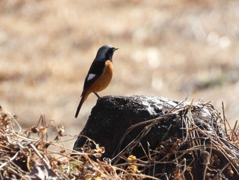 2024年2月11日(日) 中村緑地公園の野鳥観察記録