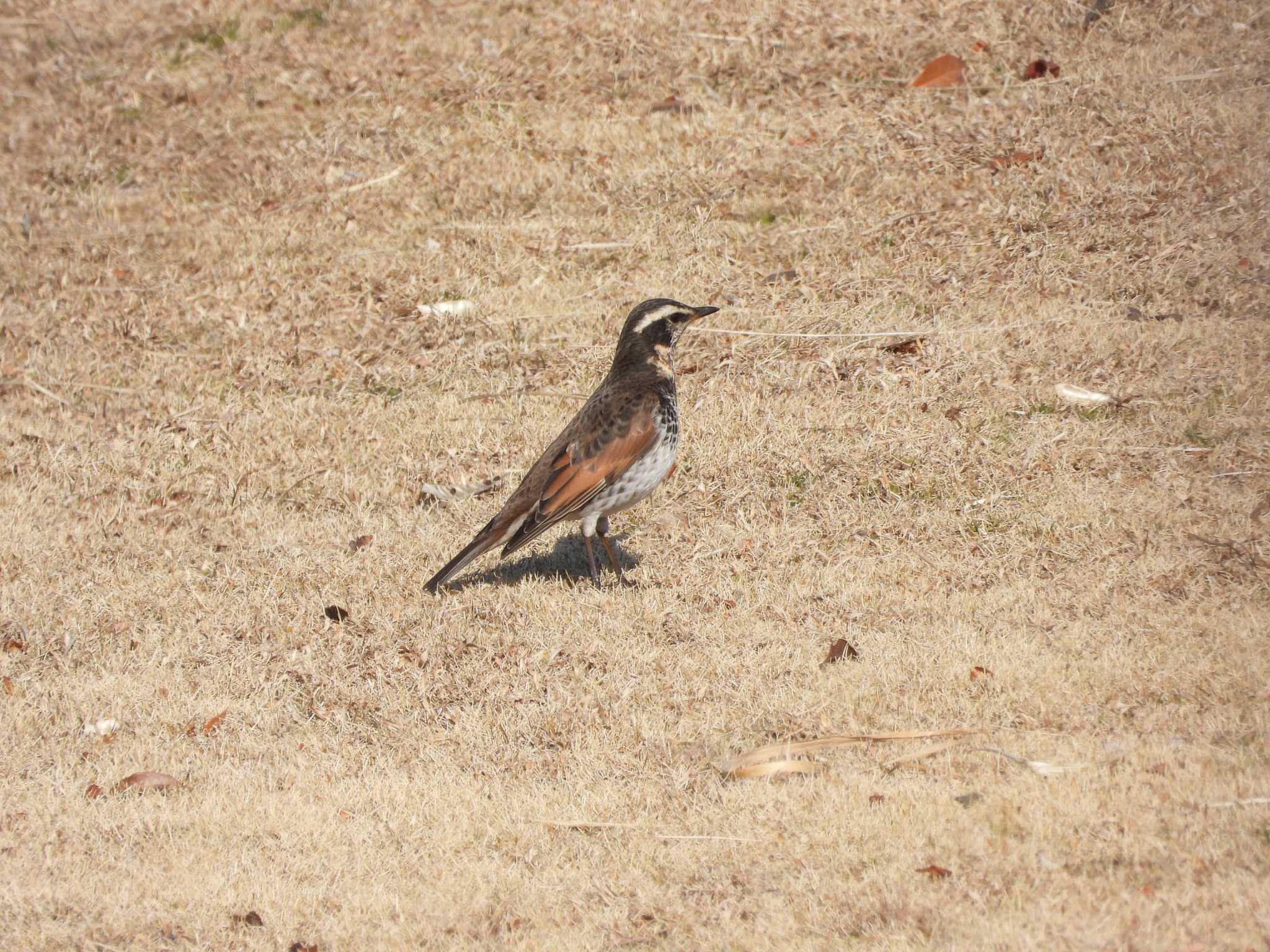 Dusky Thrush