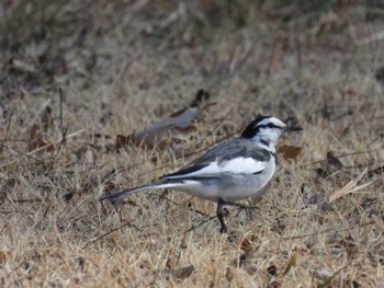 White Wagtail 中村緑地公園 Sun, 2/11/2024