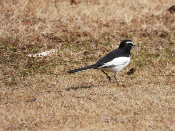 Japanese Wagtail 中村緑地公園 Sun, 2/11/2024