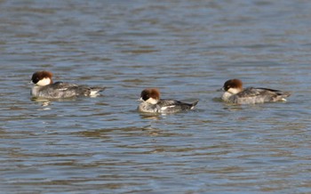 2024年2月13日(火) 彩湖・道満グリーンパークの野鳥観察記録