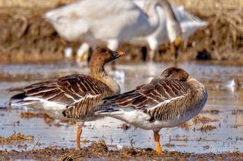 Tundra Bean Goose 夏目の堰 (八丁堰) Sat, 2/10/2024