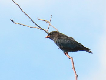 Oriental Dollarbird Penrith, NSW, Australia Sun, 1/28/2024