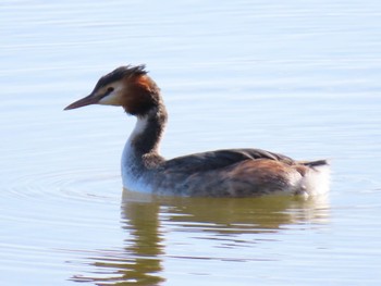 Great Crested Grebe 昆陽池 Mon, 2/12/2024