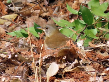 Brown-headed Thrush Koyaike Park Mon, 2/12/2024