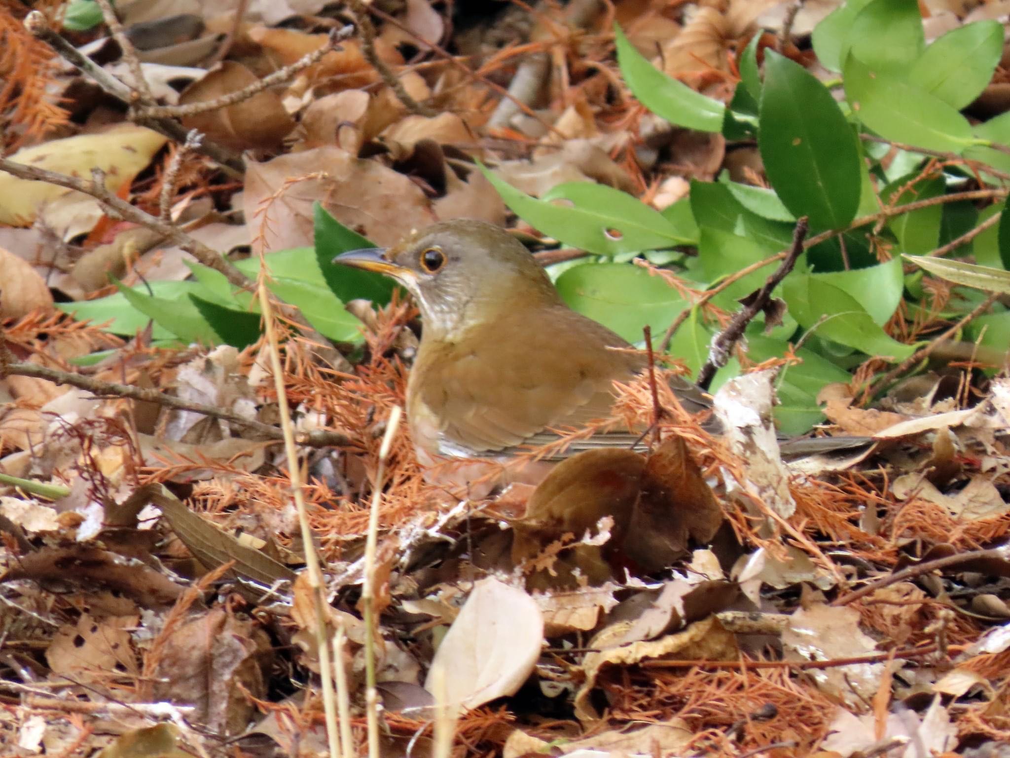 Brown-headed Thrush