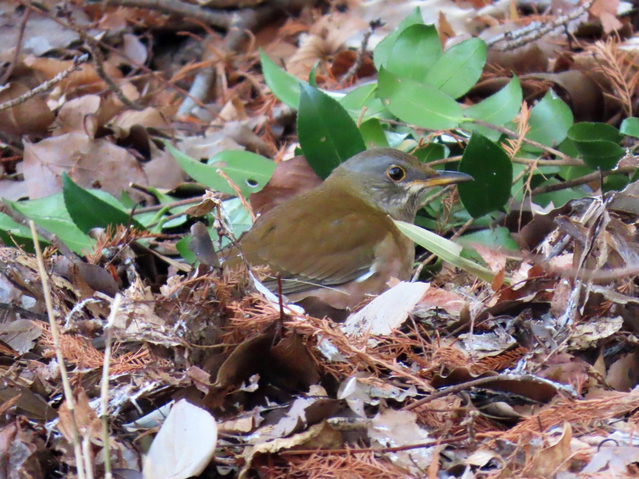 Brown-headed Thrush