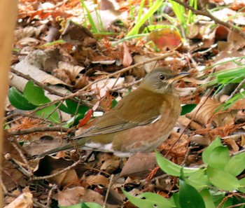 Brown-headed Thrush Koyaike Park Mon, 2/12/2024