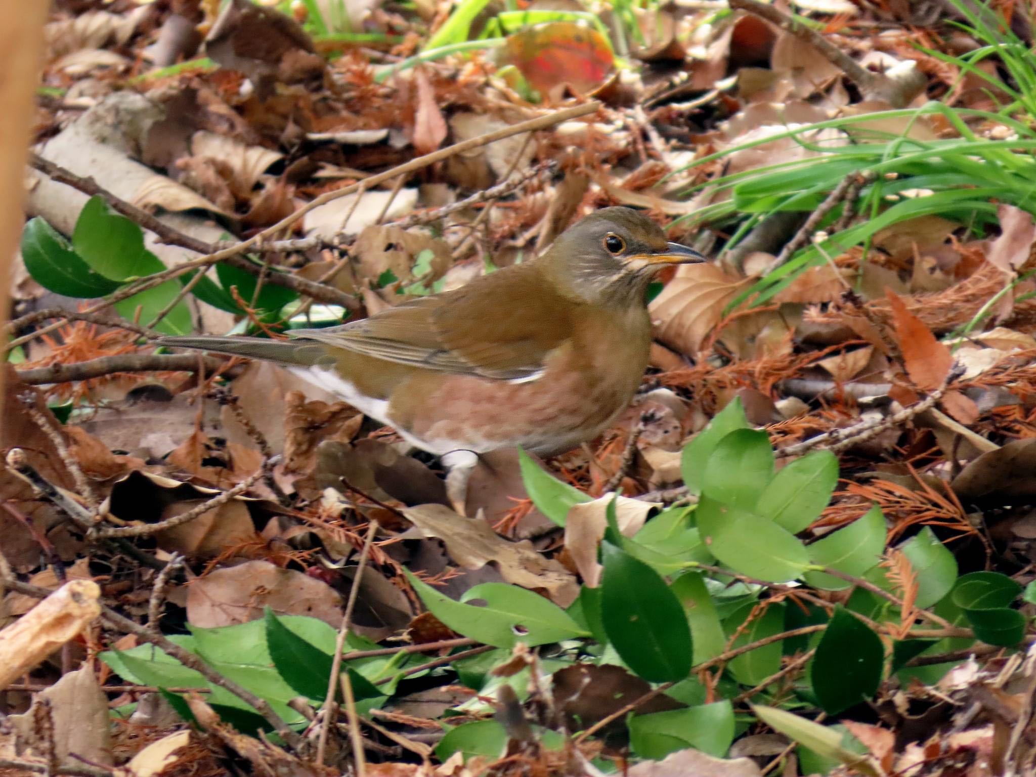 Photo of Brown-headed Thrush at Koyaike Park by えりにゃん店長