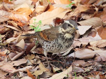 Dusky Thrush Koyaike Park Mon, 2/12/2024