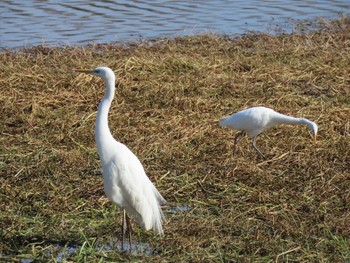 Great Egret 昆陽池 Mon, 2/12/2024