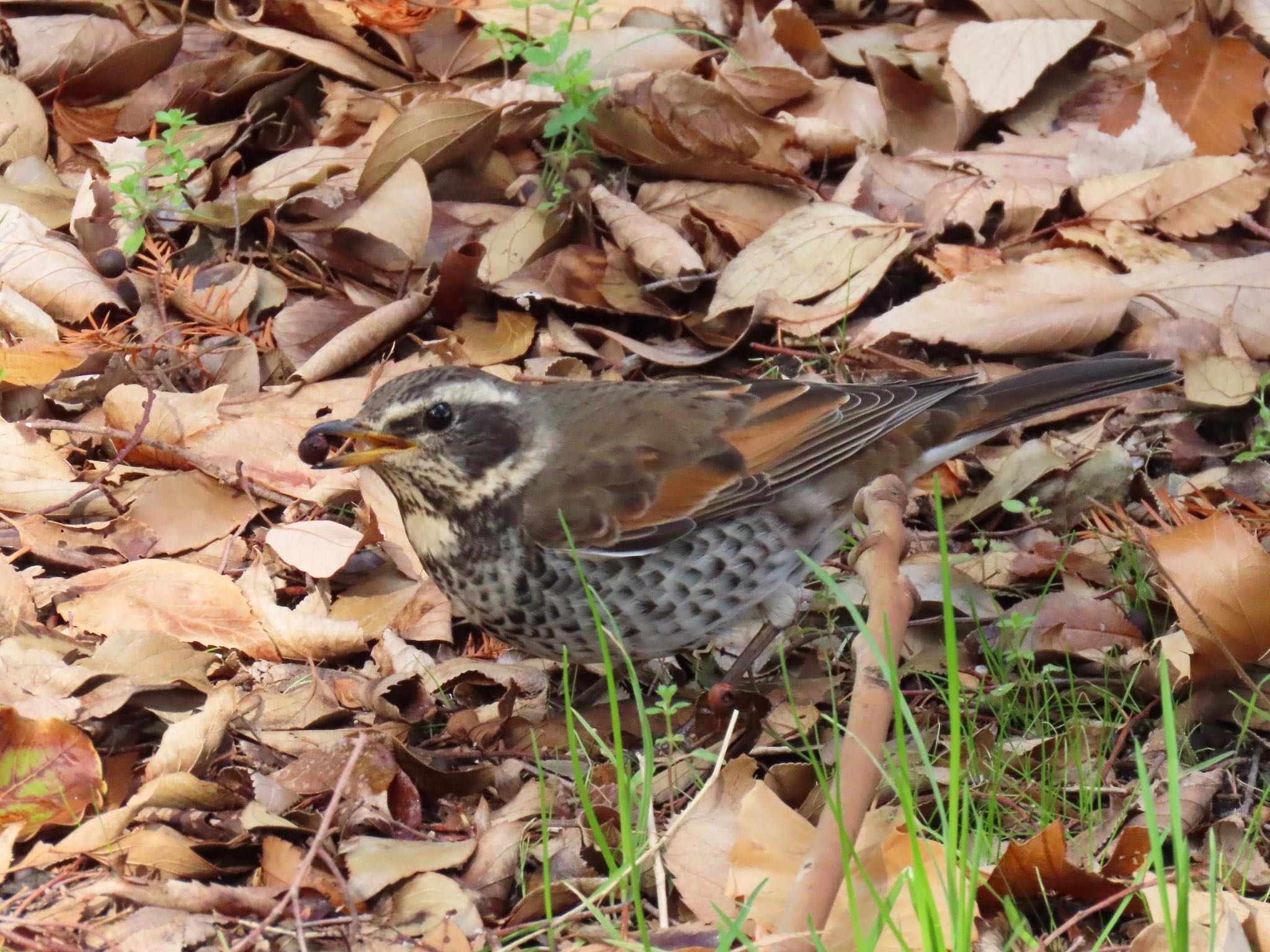 Dusky Thrush