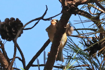 Goldcrest 東京都多摩地域 Fri, 11/23/2018