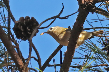 Goldcrest 東京都多摩地域 Fri, 11/23/2018