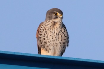 チョウゲンボウ どっかその辺 2024年2月13日(火)