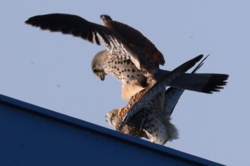 Common Kestrel どっかその辺 Tue, 2/13/2024