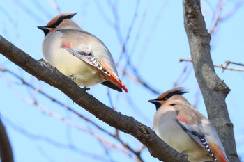 Japanese Waxwing どっかその辺 Tue, 2/13/2024