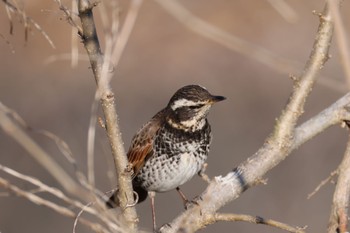 Dusky Thrush どっかその辺 Tue, 2/13/2024