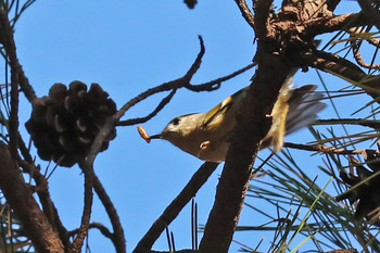 Goldcrest 東京都多摩地域 Fri, 11/23/2018