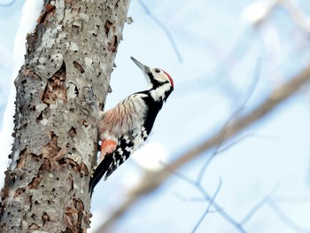 オオアカゲラ 西岡公園(西岡水源地) 2024年2月12日(月)