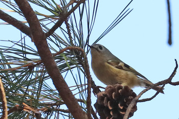 Goldcrest 東京都多摩地域 Fri, 11/23/2018