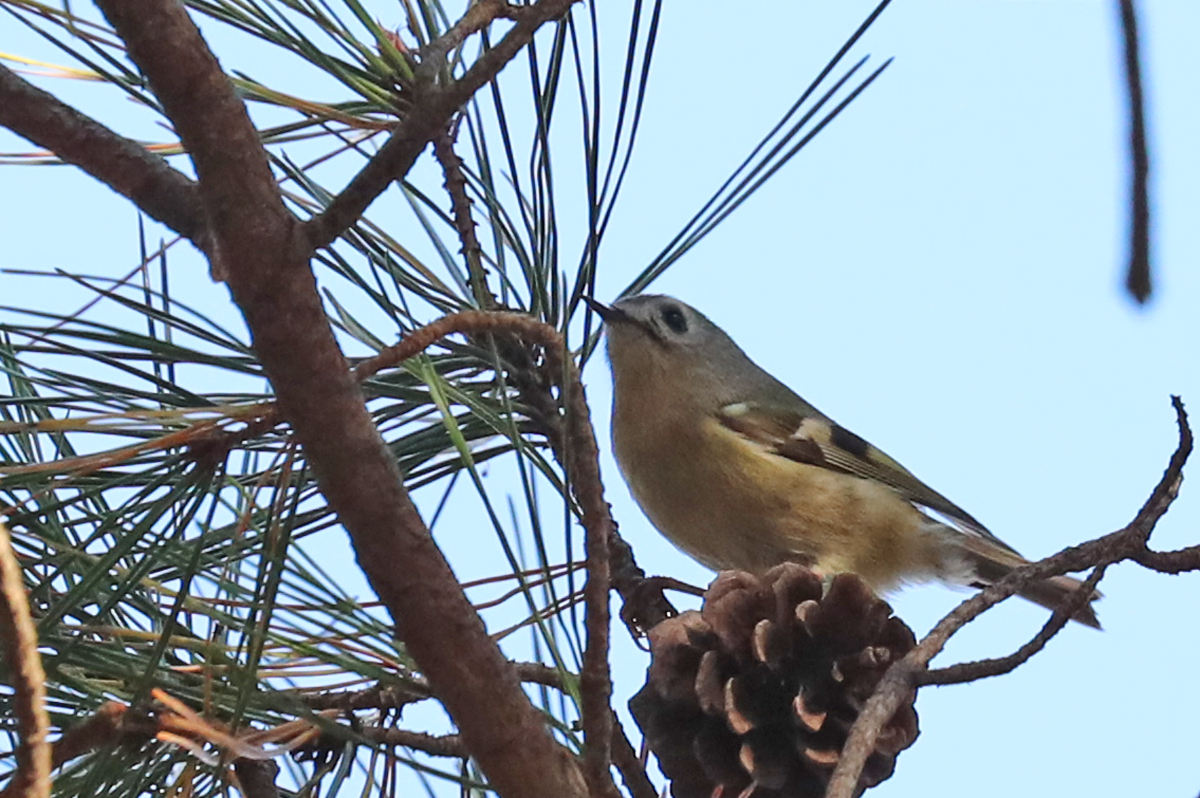 Photo of Goldcrest at 東京都多摩地域 by Orion-HAS