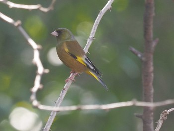 オオカワラヒワ 国営木曽三川公園138タワーパーク 2024年2月8日(木)