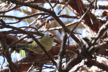 Goldcrest 東京都多摩地域 Fri, 11/23/2018