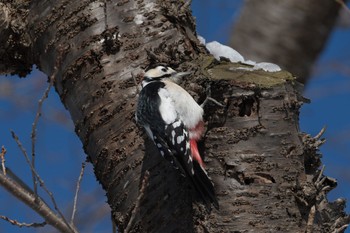 Great Spotted Woodpecker オニウシ公園(北海道森町) Tue, 1/16/2024