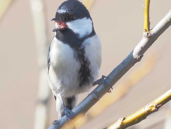 Tue, 2/13/2024 Birding report at 宮田用水(蘇南公園前・江南市)