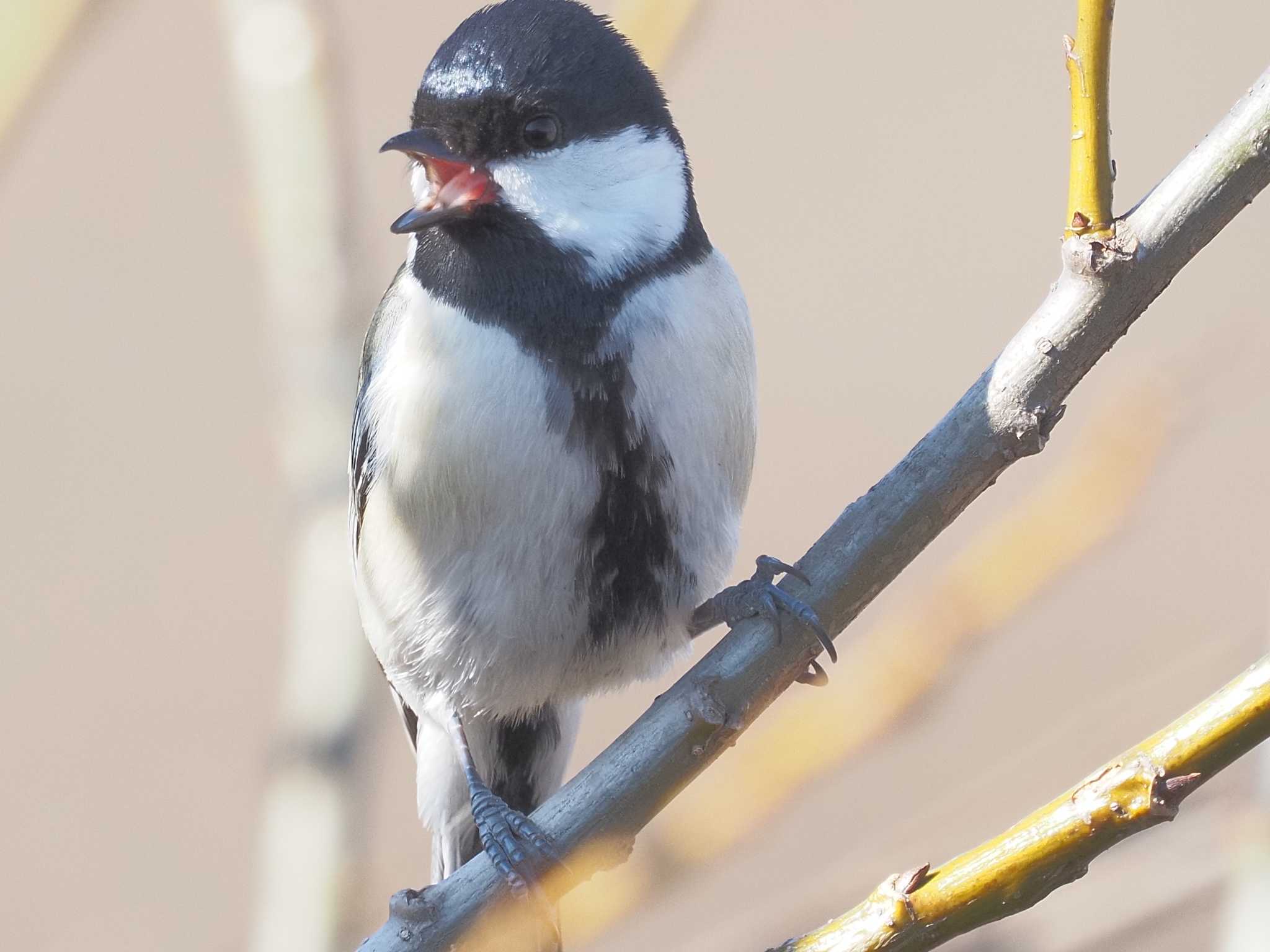 シジュウカラ