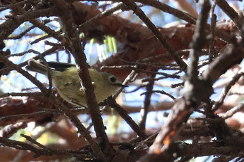 Goldcrest 東京都多摩地域 Fri, 11/23/2018