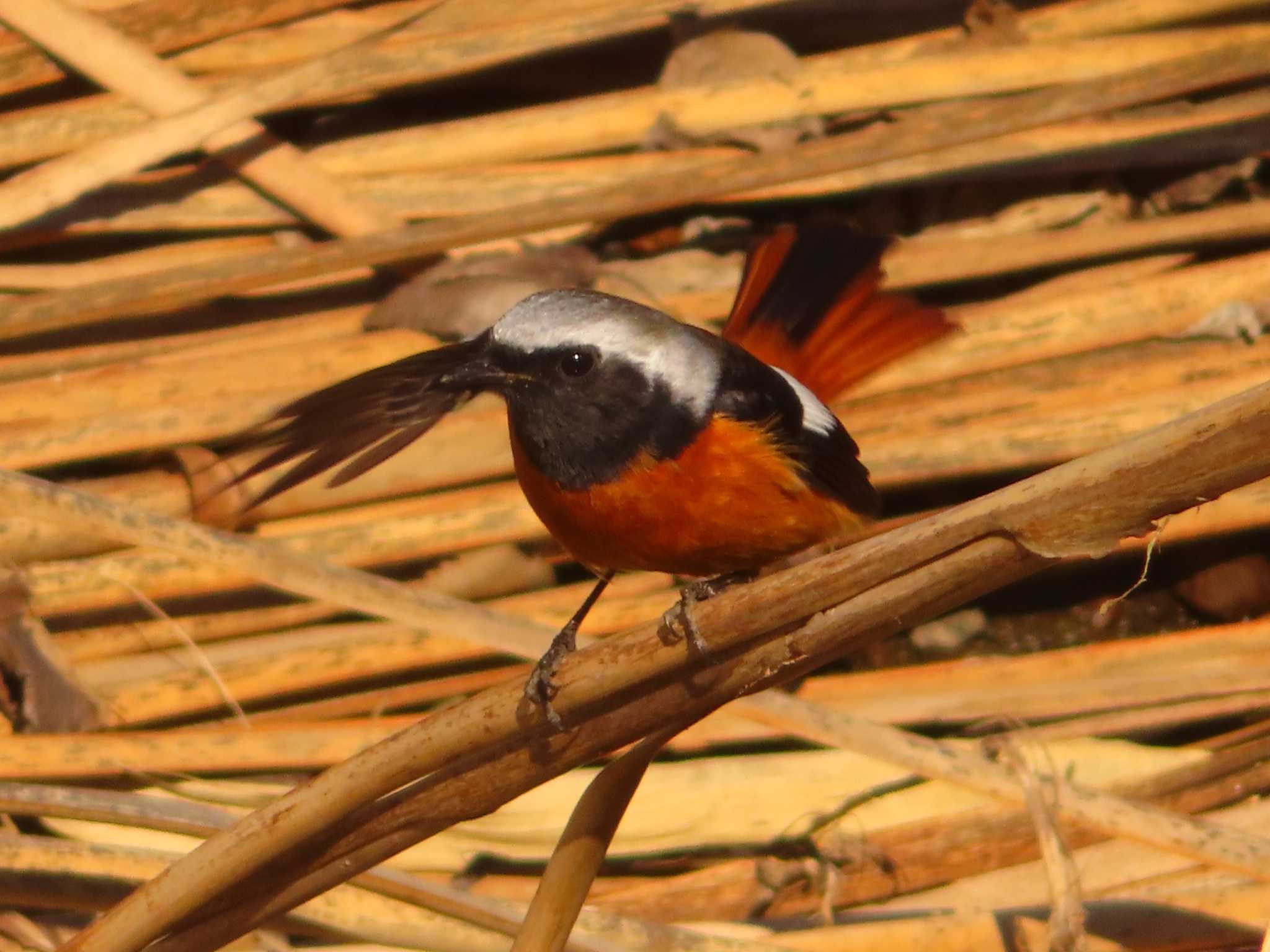 Daurian Redstart