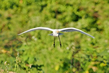 Western Cattle Egret San Gerardo De Dota (Costa Rica) Sun, 2/11/2024