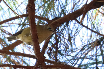 Goldcrest 東京都多摩地域 Fri, 11/23/2018