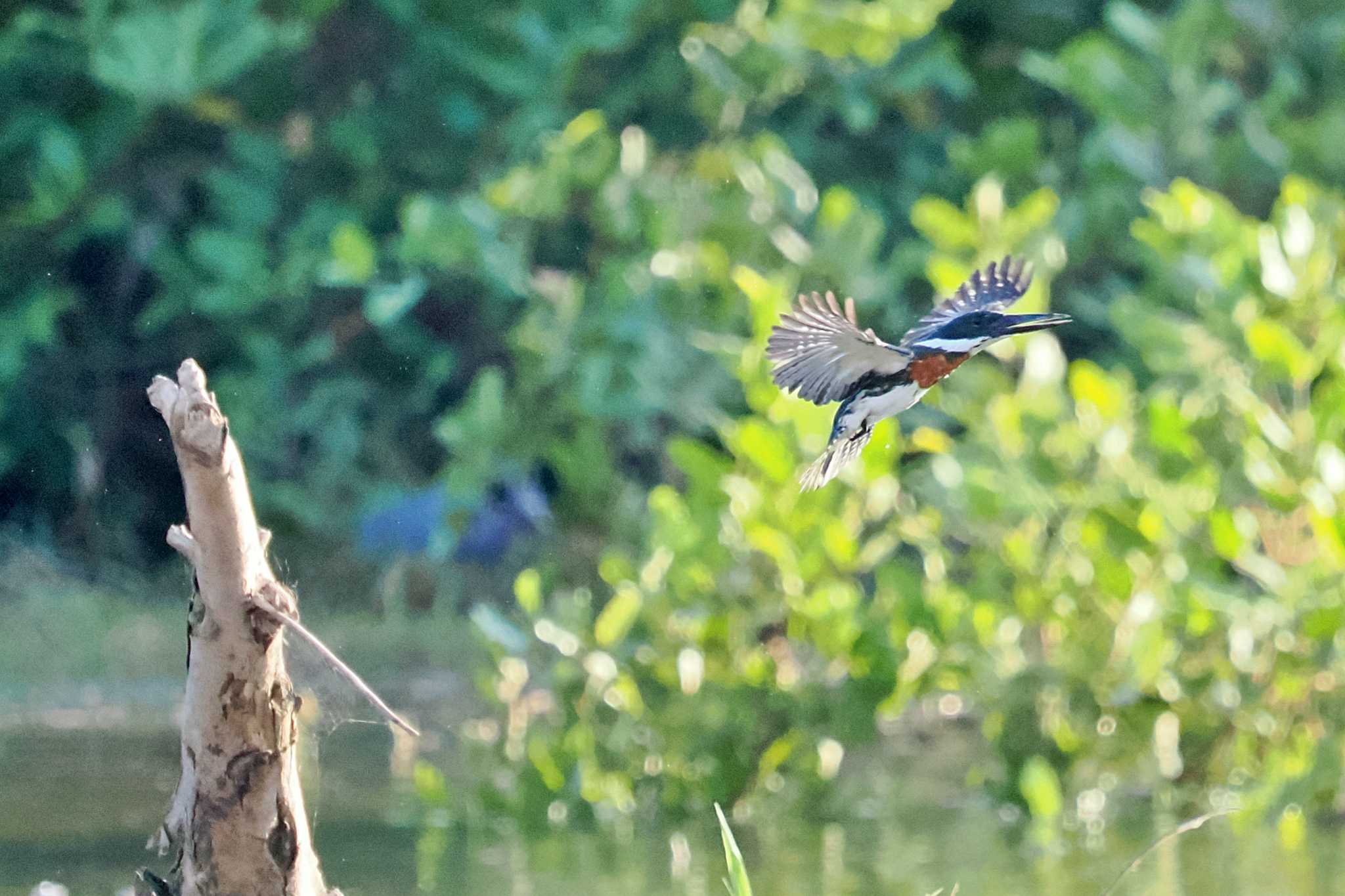 Photo of Amazon Kingfisher at San Gerardo De Dota (Costa Rica) by 藤原奏冥