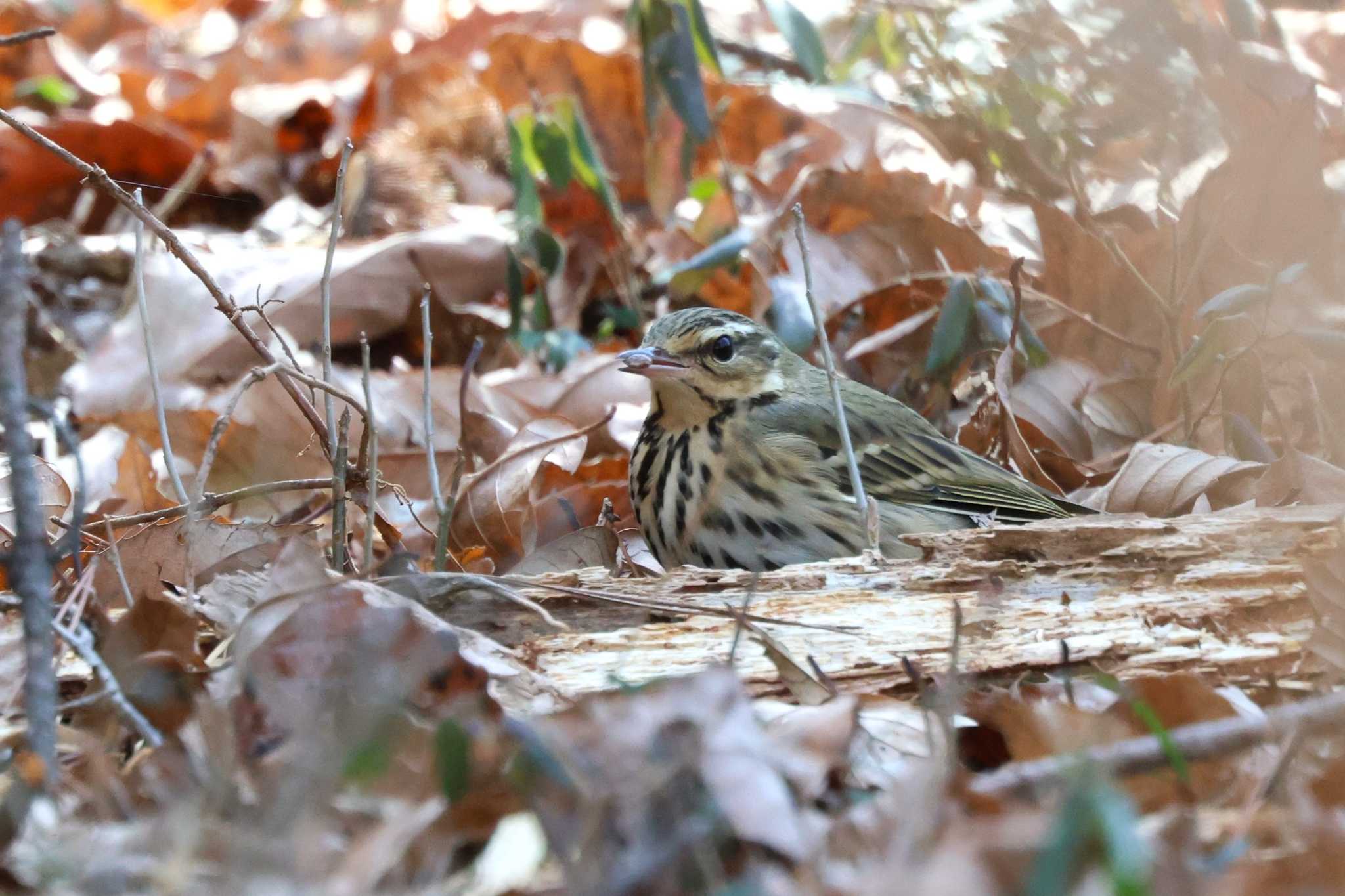 Olive-backed Pipit