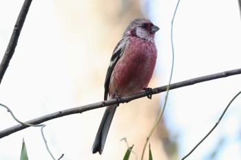 Sat, 2/10/2024 Birding report at 井頭公園