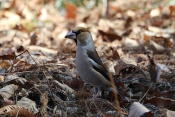 2024年2月11日(日) 井頭公園の野鳥観察記録