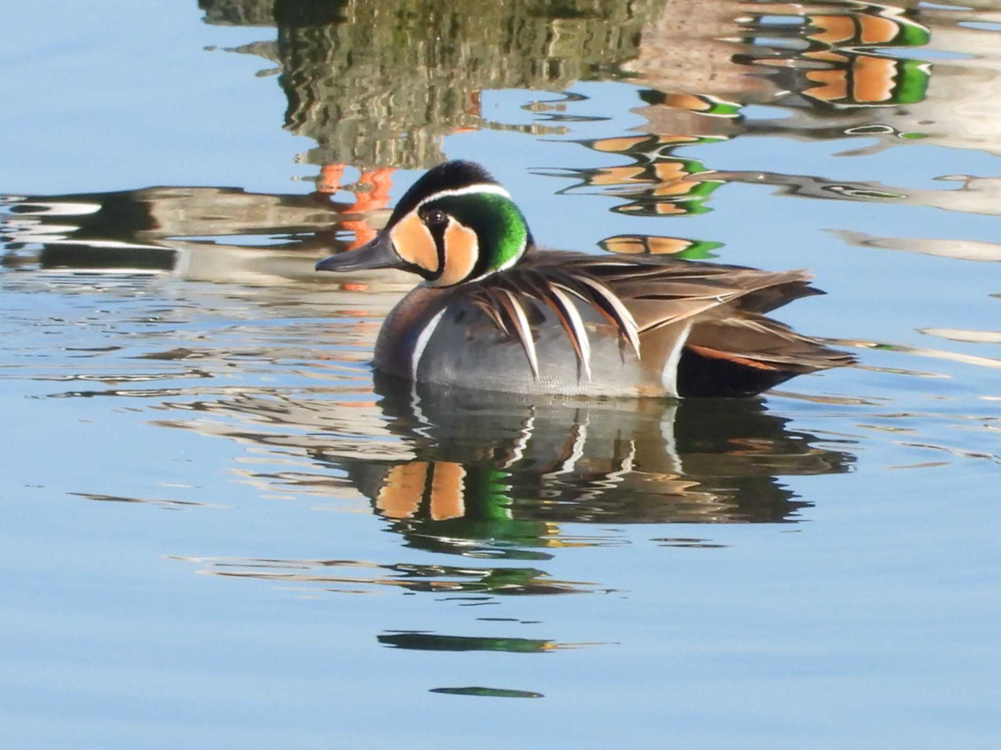 Photo of Baikal Teal at 岡山県笠岡 by タケ