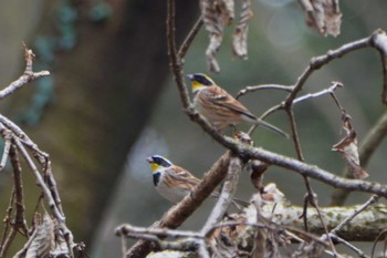 Yellow-throated Bunting 立田山 Fri, 2/12/2016