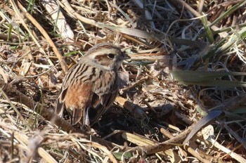 Meadow Bunting Unknown Spots Tue, 2/13/2024