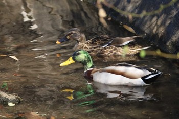 マガモ 場所が不明 2024年2月13日(火)