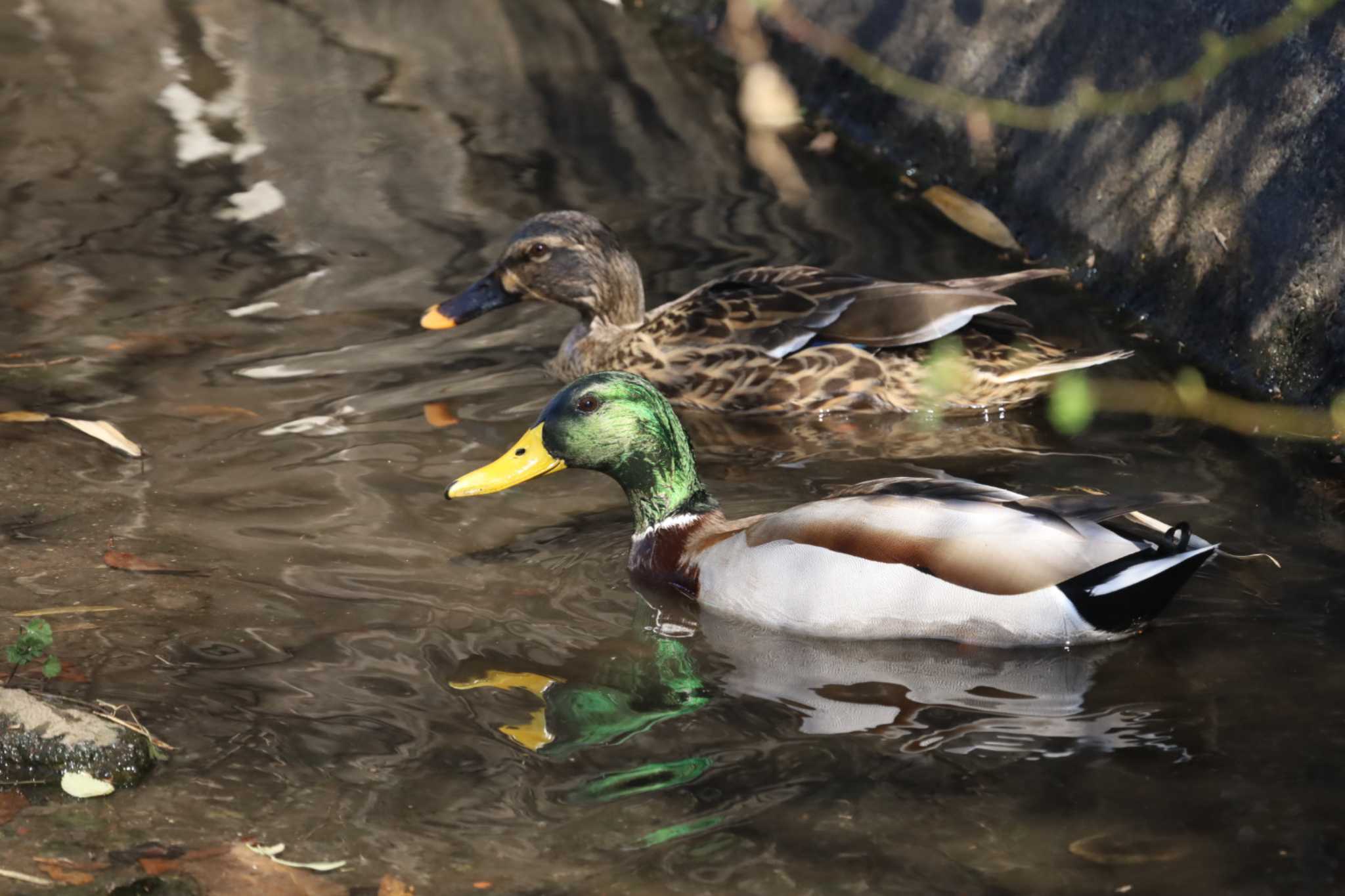 Photo of Mallard at  by ruri