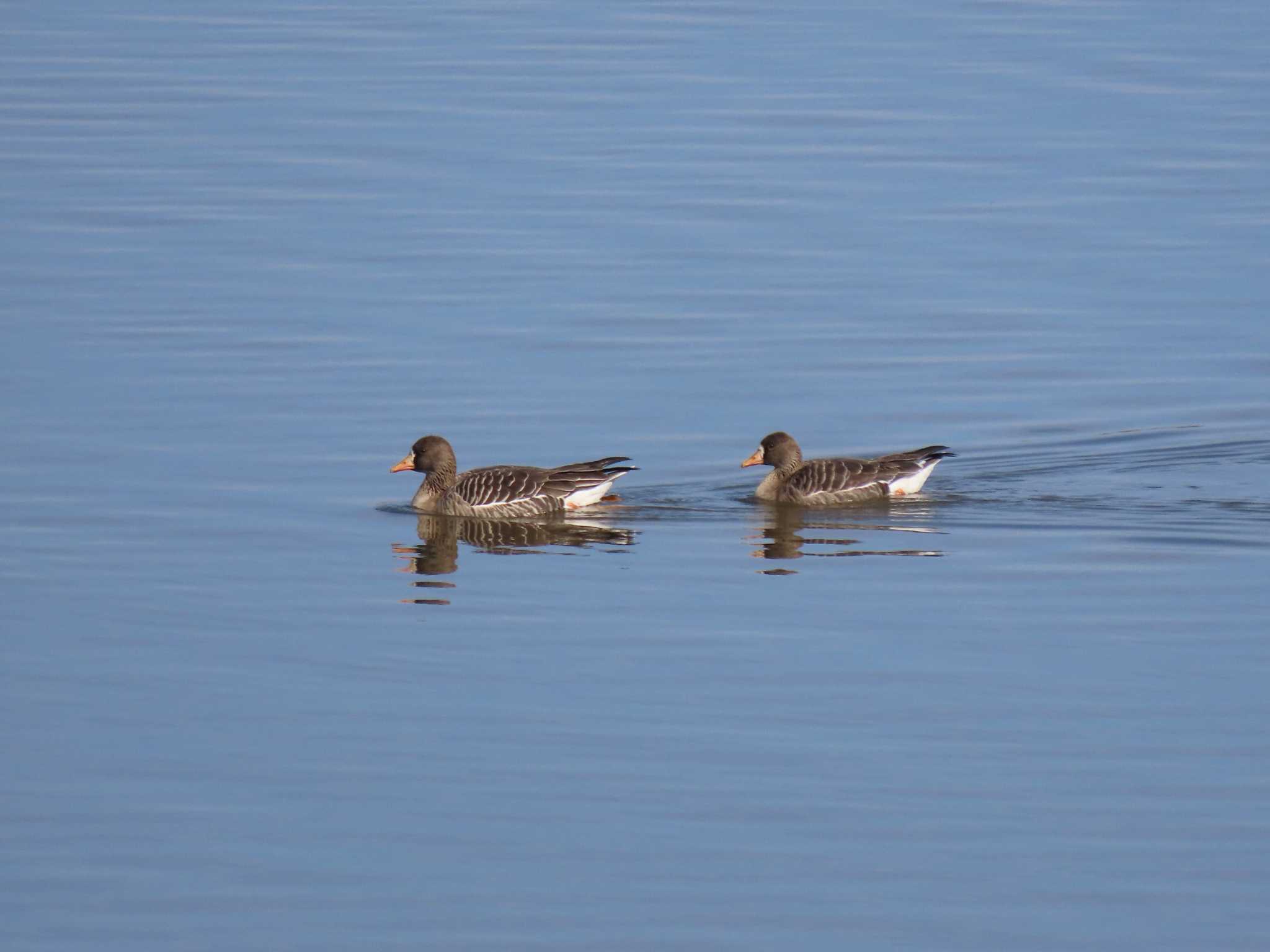 Greater White-fronted Goose