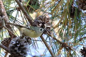 Goldcrest 東京都多摩地域 Fri, 11/23/2018