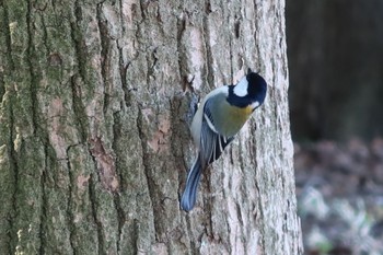 シジュウカラ 千葉県立行田公園 2024年2月13日(火)