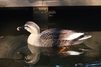 カルガモ 千葉県立行田公園 2024年2月13日(火)