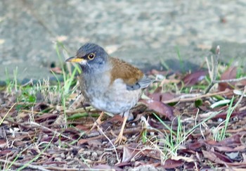 2024年2月13日(火) 千葉県立行田公園の野鳥観察記録